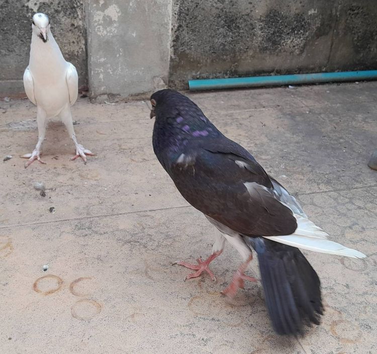 นกพิราบแฟนซีพันธุ์ บรูนเนอร์พอเตอร์ (Brunner Pouter) รูปที่ 7