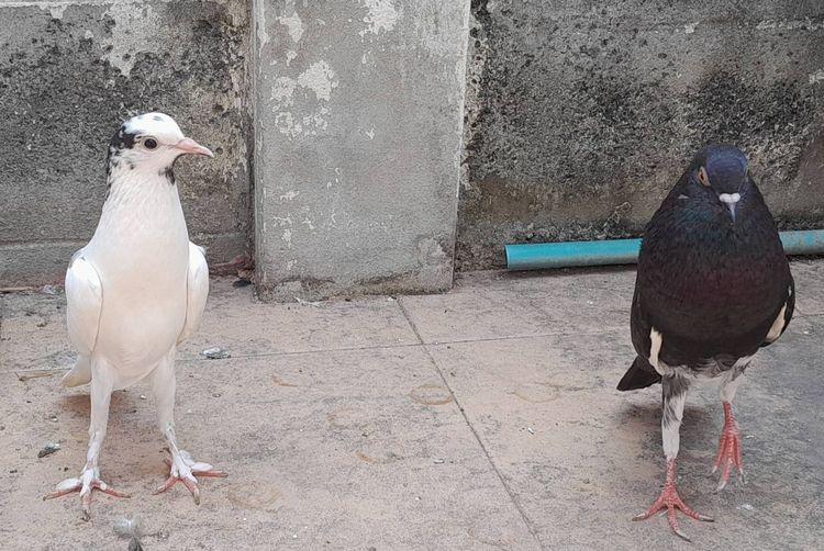 อื่นๆ นกพิราบแฟนซีพันธุ์ บรูนเนอร์พอเตอร์ (Brunner Pouter)