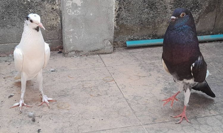 นกพิราบแฟนซีพันธุ์ บรูนเนอร์พอเตอร์ (Brunner Pouter) รูปที่ 2