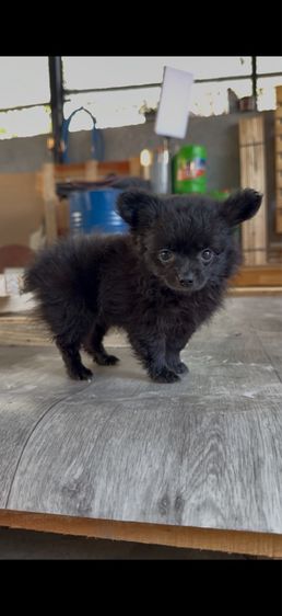 ลูกปอมปอมแท้ รูปที่ 2