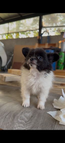 ลูกปอมปอมแท้ รูปที่ 3