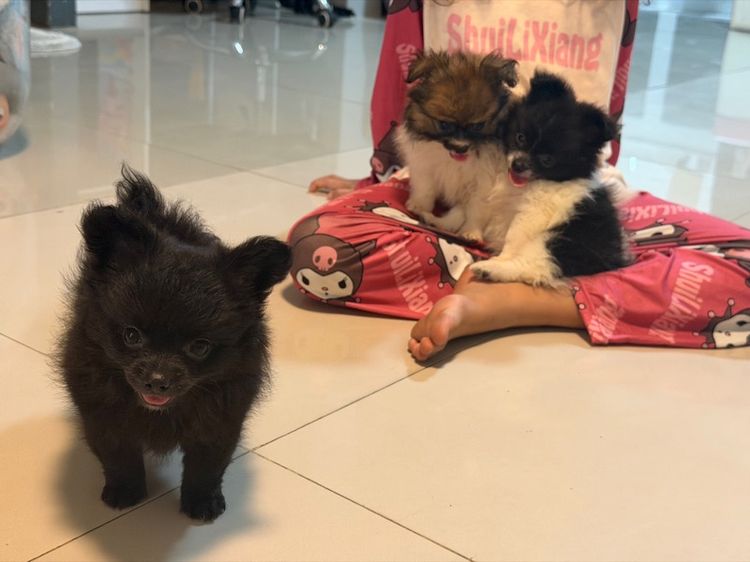 ลูกปอมปอมแท้ รูปที่ 4