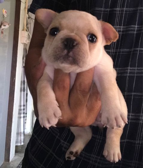 เฟร้นบลูด๊อก