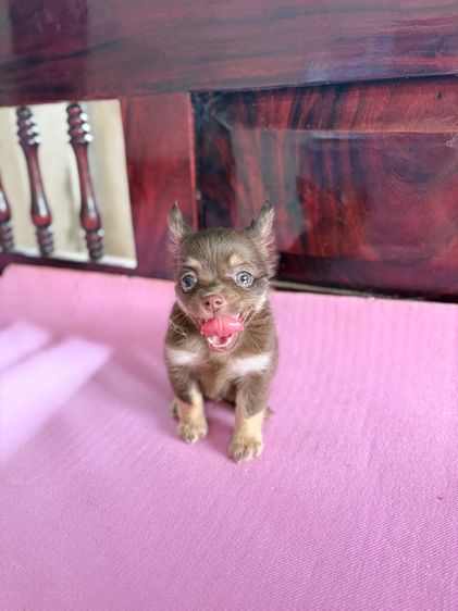 ชิวาว่าแท้ เกรดสวย รูปที่ 11