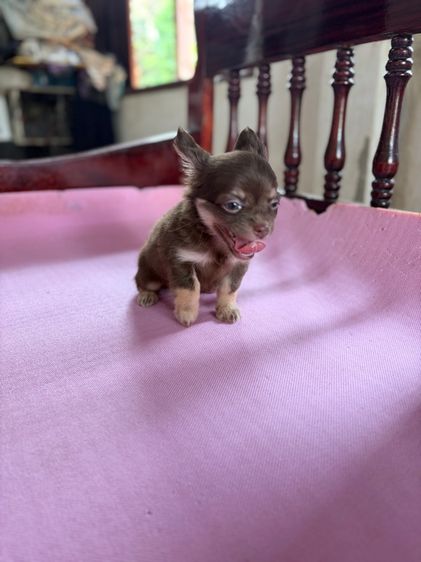 ชิวาว่าแท้ เกรดสวย รูปที่ 15