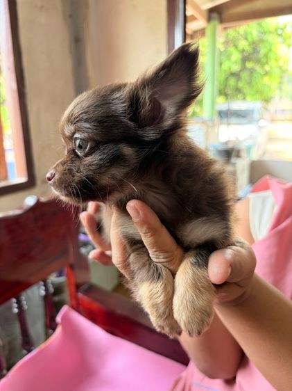 ชิวาว่าแท้ เกรดสวย รูปที่ 6