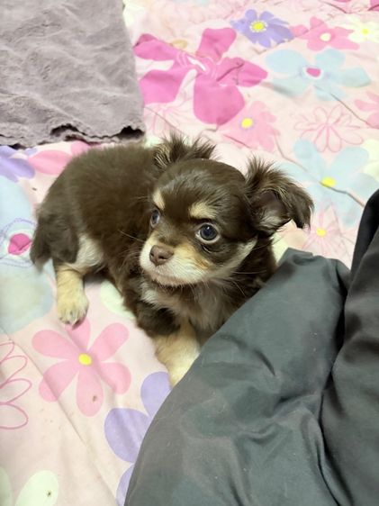 ชิวาว่าแท้ เกรดสวย เพศเมีย ขนยาวฟู สีช็อคโกแลต รูปที่ 16