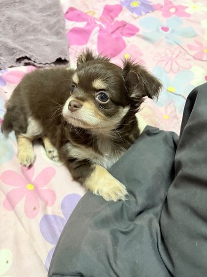 ชิวาว่าแท้ เกรดสวย เพศเมีย ขนยาวฟู สีช็อคโกแลต รูปที่ 4