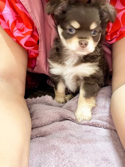 ชิวาว่าแท้ เกรดสวย เพศเมีย ขนยาวฟู สีช็อคโกแลต