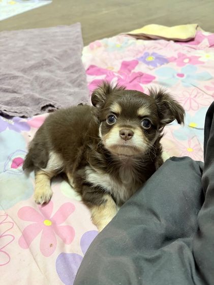 ชิวาว่าแท้ เกรดสวย เพศเมีย ขนยาวฟู สีช็อคโกแลต รูปที่ 18