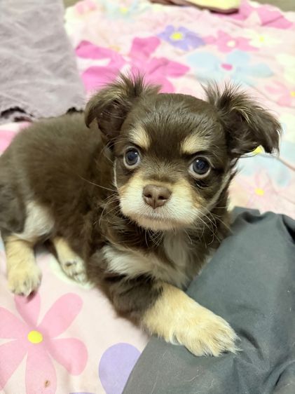 ชิวาว่าแท้ เกรดสวย เพศเมีย ขนยาวฟู สีช็อคโกแลต รูปที่ 7