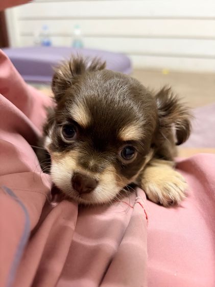 ชิวาว่าแท้ เกรดสวย เพศเมีย ขนยาวฟู สีช็อคโกแลต รูปที่ 12