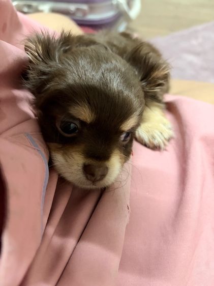 ชิวาว่าแท้ เกรดสวย เพศเมีย ขนยาวฟู สีช็อคโกแลต รูปที่ 9