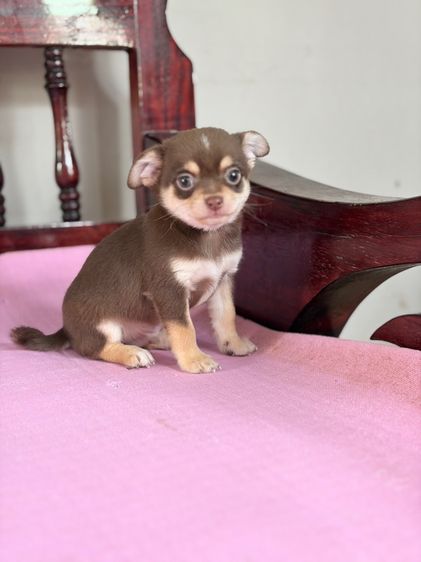 ชิวาว่าแท้ เกรดสวย เพศผู้ ขนสั้น สีช็อคโกแลต รูปที่ 11