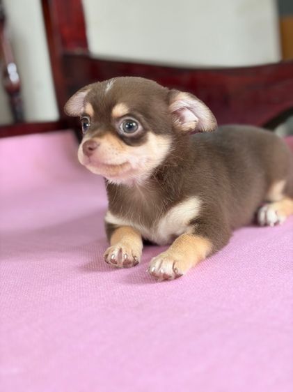 ชิวาว่าแท้ เกรดสวย เพศผู้ ขนสั้น สีช็อคโกแลต รูปที่ 5