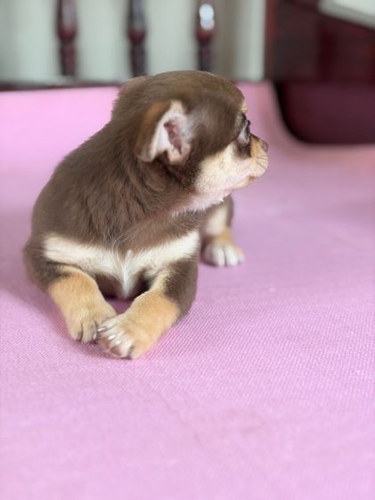ชิวาว่าแท้ เกรดสวย เพศผู้ ขนสั้น สีช็อคโกแลต รูปที่ 4