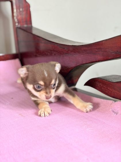 ชิวาว่าแท้ เกรดสวย เพศผู้ ขนสั้น สีช็อคโกแลต รูปที่ 13