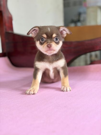 ชิวาว่าแท้ เกรดสวย เพศผู้ ขนสั้น สีช็อคโกแลต รูปที่ 9