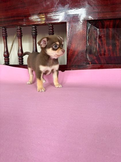 ชิวาว่าแท้ เกรดสวย เพศผู้ ขนสั้น สีช็อคโกแลต รูปที่ 3