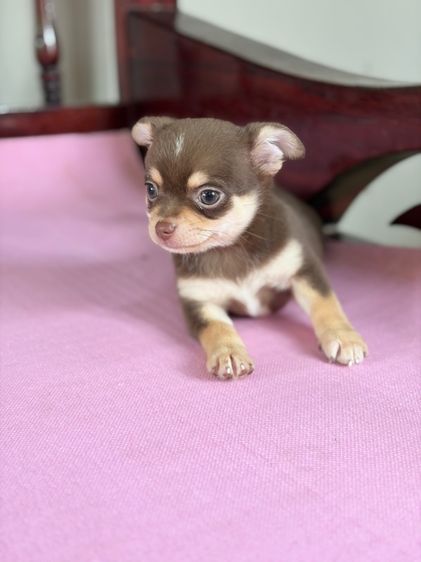 ชิวาว่าแท้ เกรดสวย เพศผู้ ขนสั้น สีช็อคโกแลต รูปที่ 18