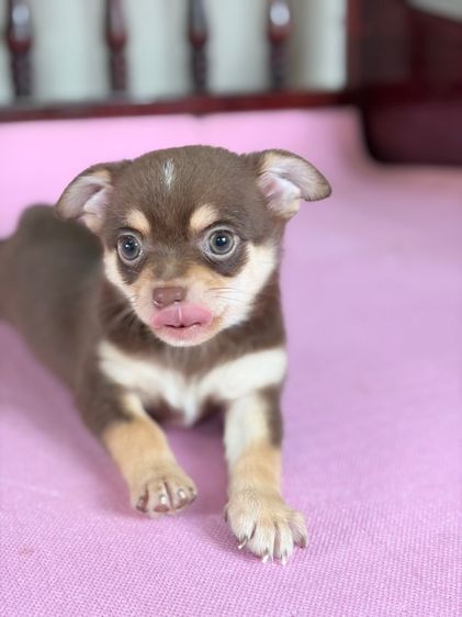 ชิวาว่าแท้ เกรดสวย เพศผู้ ขนสั้น สีช็อคโกแลต รูปที่ 6