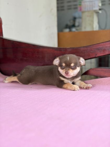 ชิวาว่าแท้ เกรดสวย เพศผู้ ขนสั้น สีช็อคโกแลต รูปที่ 7