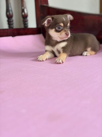 ชิวาว่าแท้ เกรดสวย เพศผู้ ขนสั้น สีช็อคโกแลต รูปที่ 16