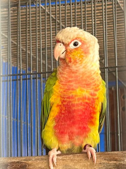 เรดพายแอปเปิ้ล กรีนชีค รูปที่ 2