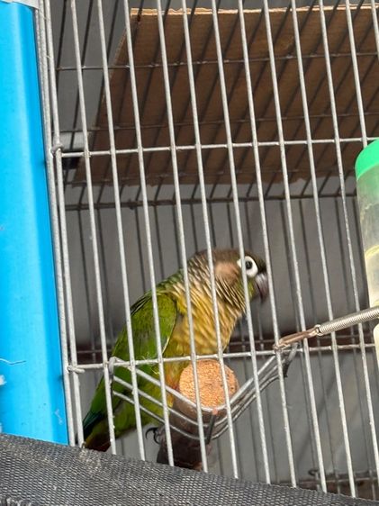 กรีนชีค นอมอลสรปิทบลู รูปที่ 2