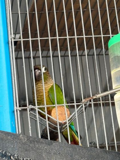 กรีนชีค นอมอลสรปิทบลู