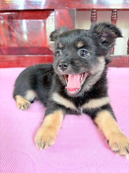 ชิวาว่าแท้ เกรดสวย เพศเมีย ขนยาว สีแบล็คแทน รูปที่ 3