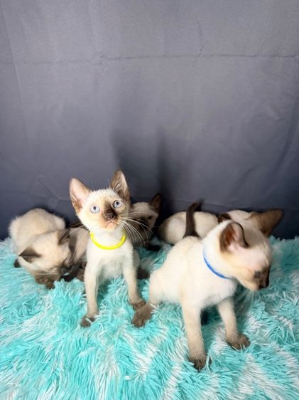 แมววิเชียรมาศ รูปที่ 5