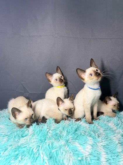 วิเชียรมาศ (Siamese Cat) แมววิเชียรมาศ