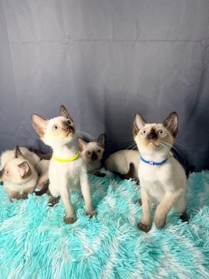 แมววิเชียรมาศ รูปที่ 4