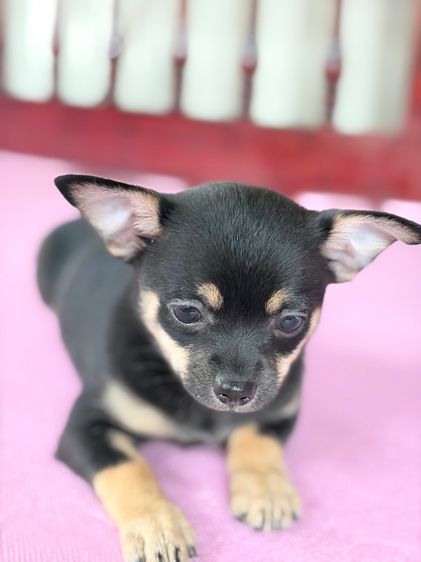 ชิวาว่าแท้ เกรดสวย เพศเมีย ขนสั้น สีแบล็คแทน รูปที่ 4