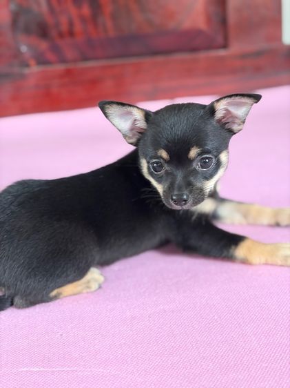 ชิวาว่าแท้ เกรดสวย เพศเมีย ขนสั้น สีแบล็คแทน รูปที่ 16
