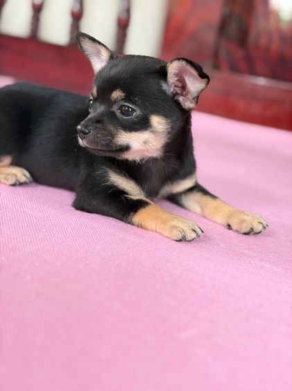 ชิวาว่าแท้ เกรดสวย เพศเมีย ขนสั้น สีแบล็คแทน รูปที่ 15