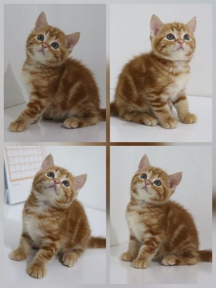 น้องแมวสก็อตติช