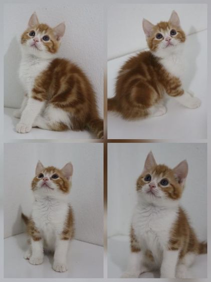 น้องแมวสก็อตติช รูปที่ 4