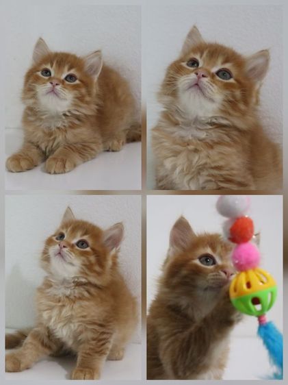 น้องแมวสก็อตติช รูปที่ 2