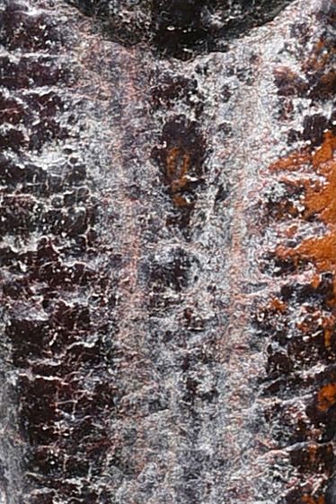 พระกรุเนื้อสนิมแดง พระร่วงหลังรางปืน เก่า รูปที่ 6