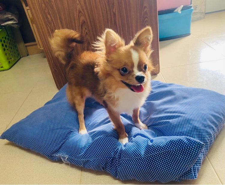 ชิวาว่าขนยาว รูปที่ 6