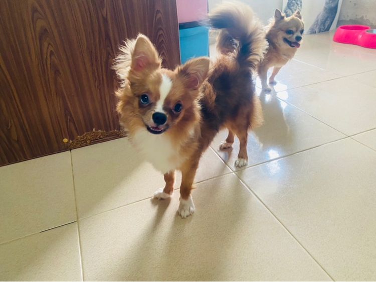 ชิวาว่าขนยาว รูปที่ 3