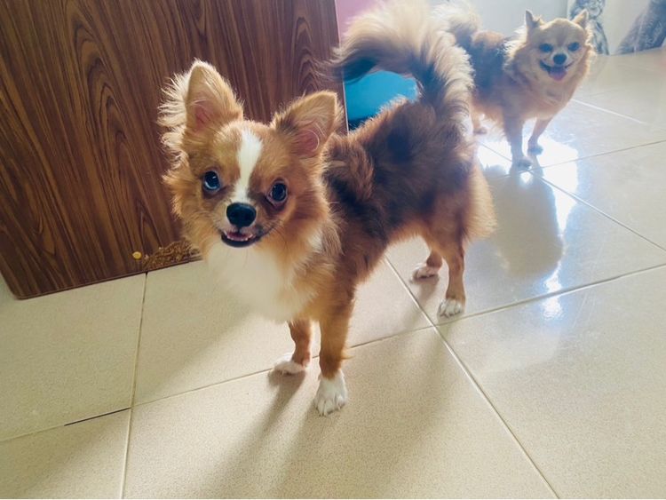 ชิวาว่าขนยาวไซส์เล็ก