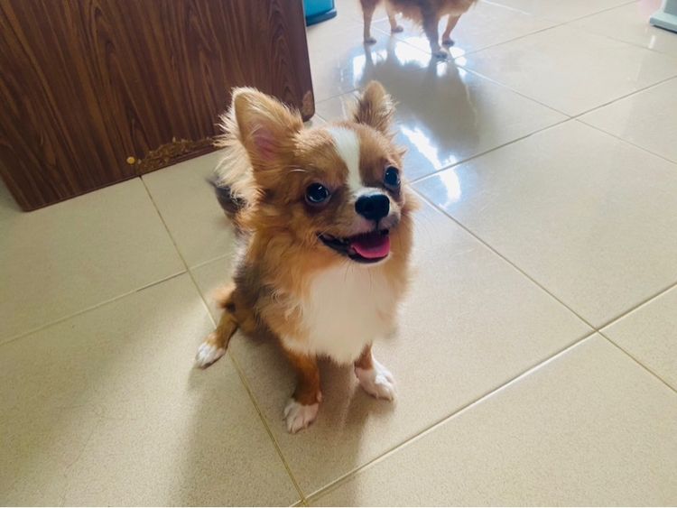 ชิวาว่าขนยาวไซส์เล็ก รูปที่ 4