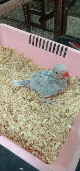 ค๊อกคาเทล รูปที่ 3