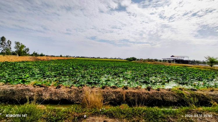 ขายที่นาสวย 2 แปลง ต.บางเลน อ.สองพี่น้อง จ.สุพรรณบุรี ทำเลดี น้ำดีตลอดปี  เจ้าของขายเอง สามารถแบ่งได้  (ไม่รับนายหน้า) รูปที่ 4