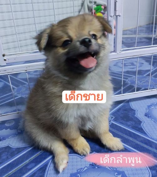 ลูกสุนัขชิวาวาปอม รูปที่ 3