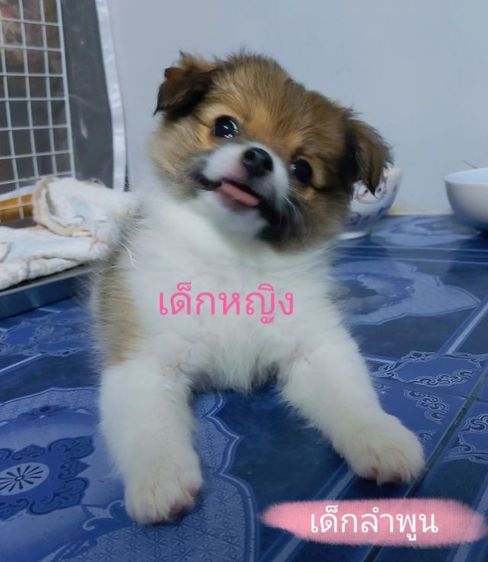 ลูกสุนัขชิวาวาปอม รูปที่ 2