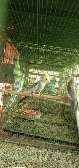 นกแก้ว รูปที่ 3